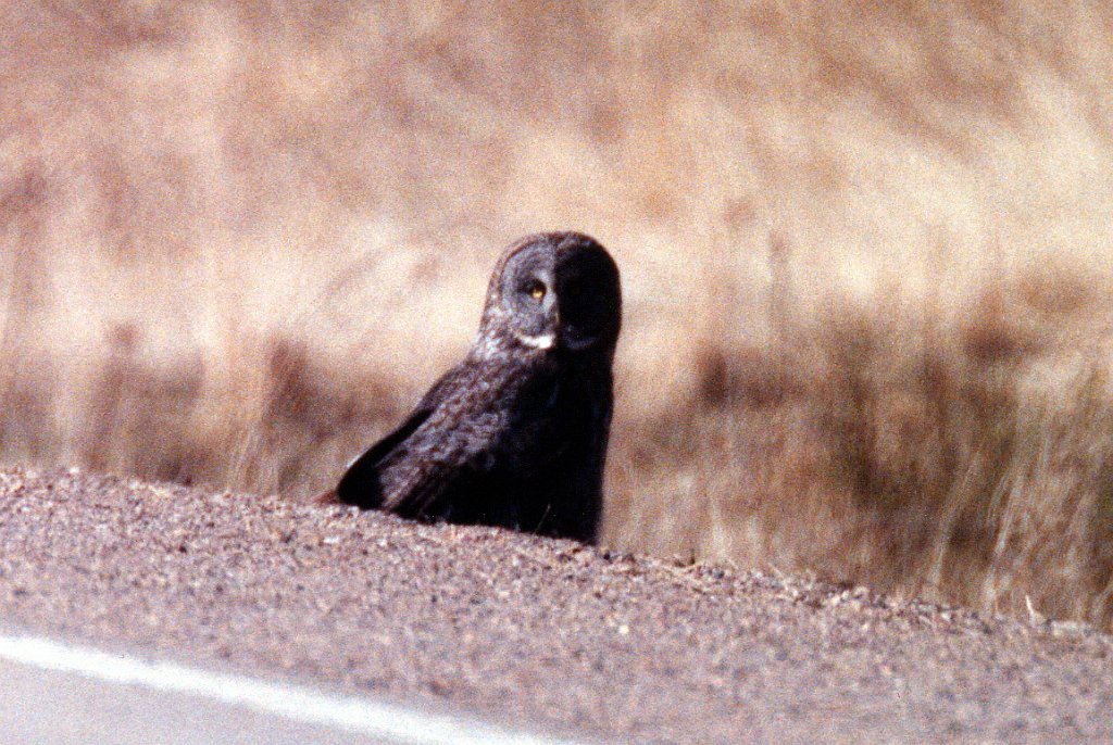 Owl, Great Grey 1 B02P14I02.jpg - Great Gray Owl